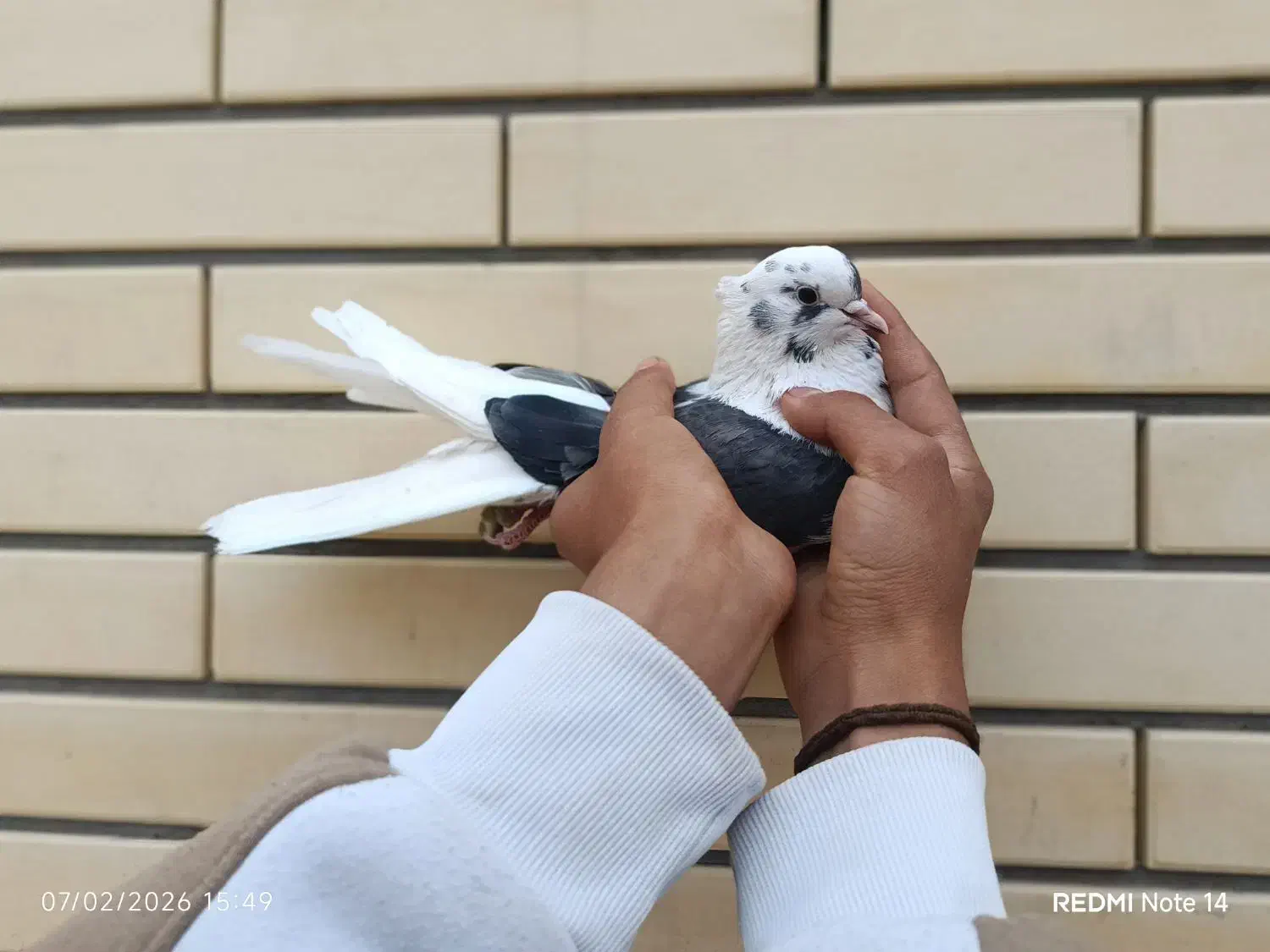 کفتر شازده|پرنده|سیرجان, |دیوار