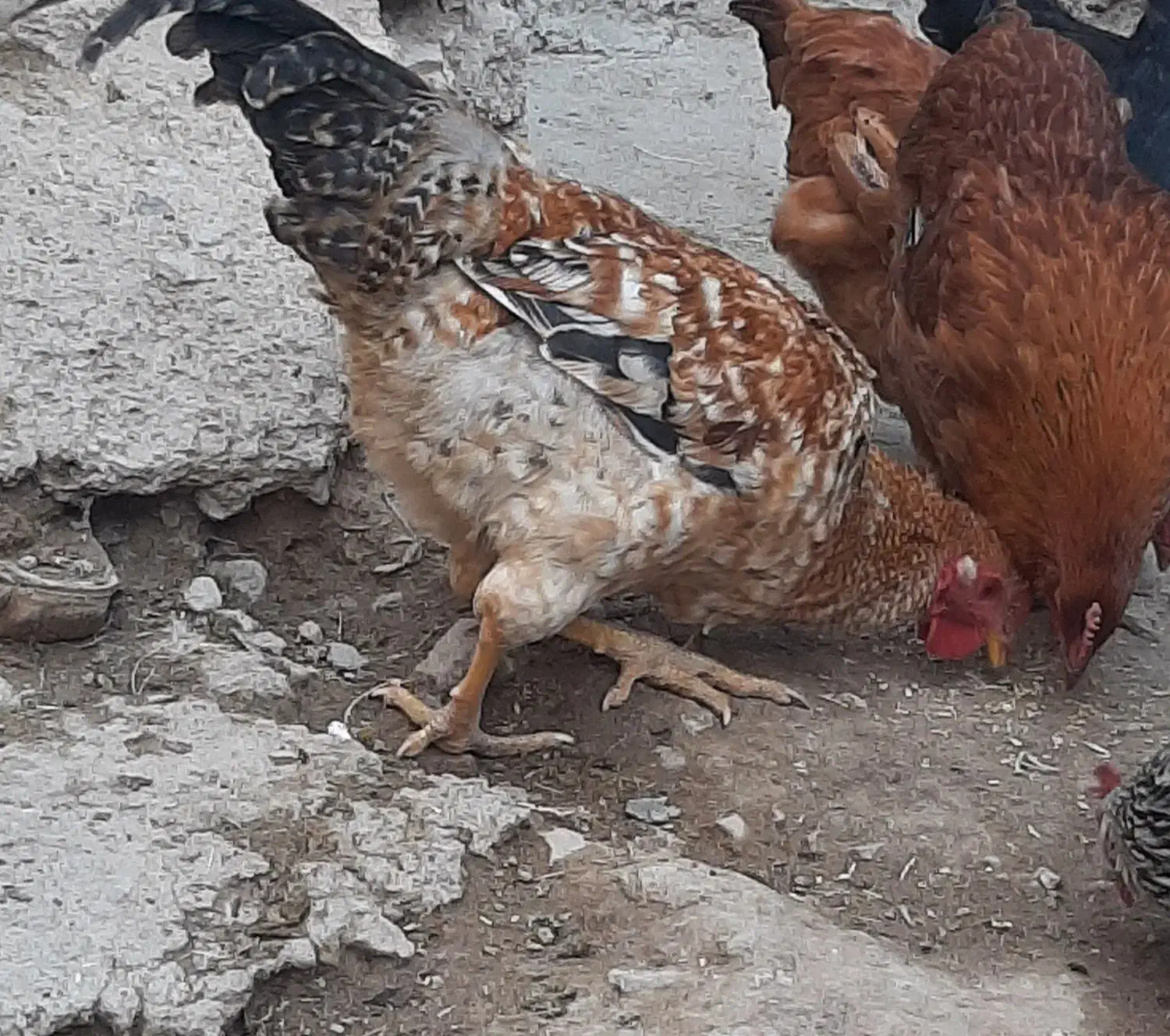 خروس محلی جوان|حیوانات مزرعه|اسفراین, |دیوار