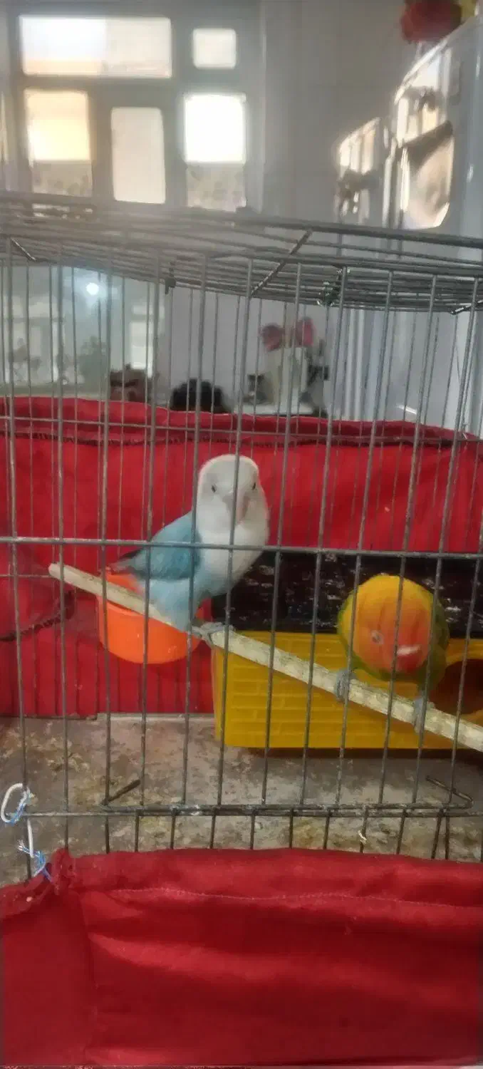 طوطی برزیلی|پرنده|دهگلان, |دیوار