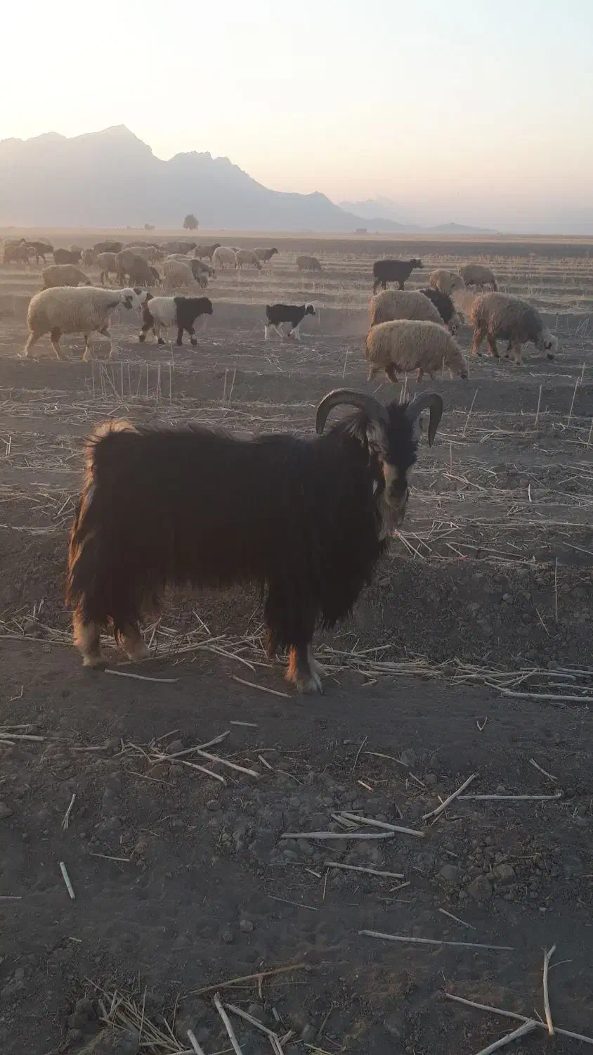 پازن ترکی فروشی|حیوانات مزرعه|شیراز, احمدآباد|دیوار