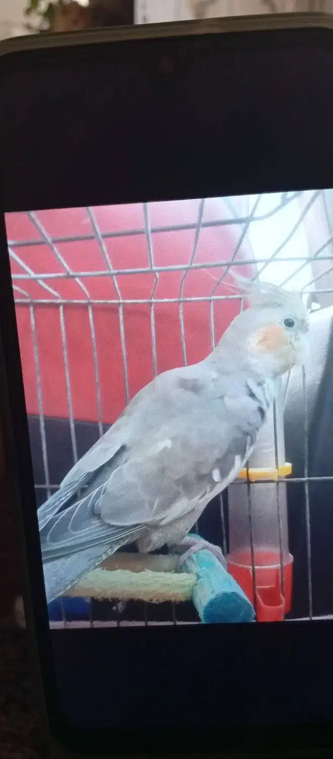 عروس هلندی گمشده|حیوانات|رحیمآباد, |دیوار