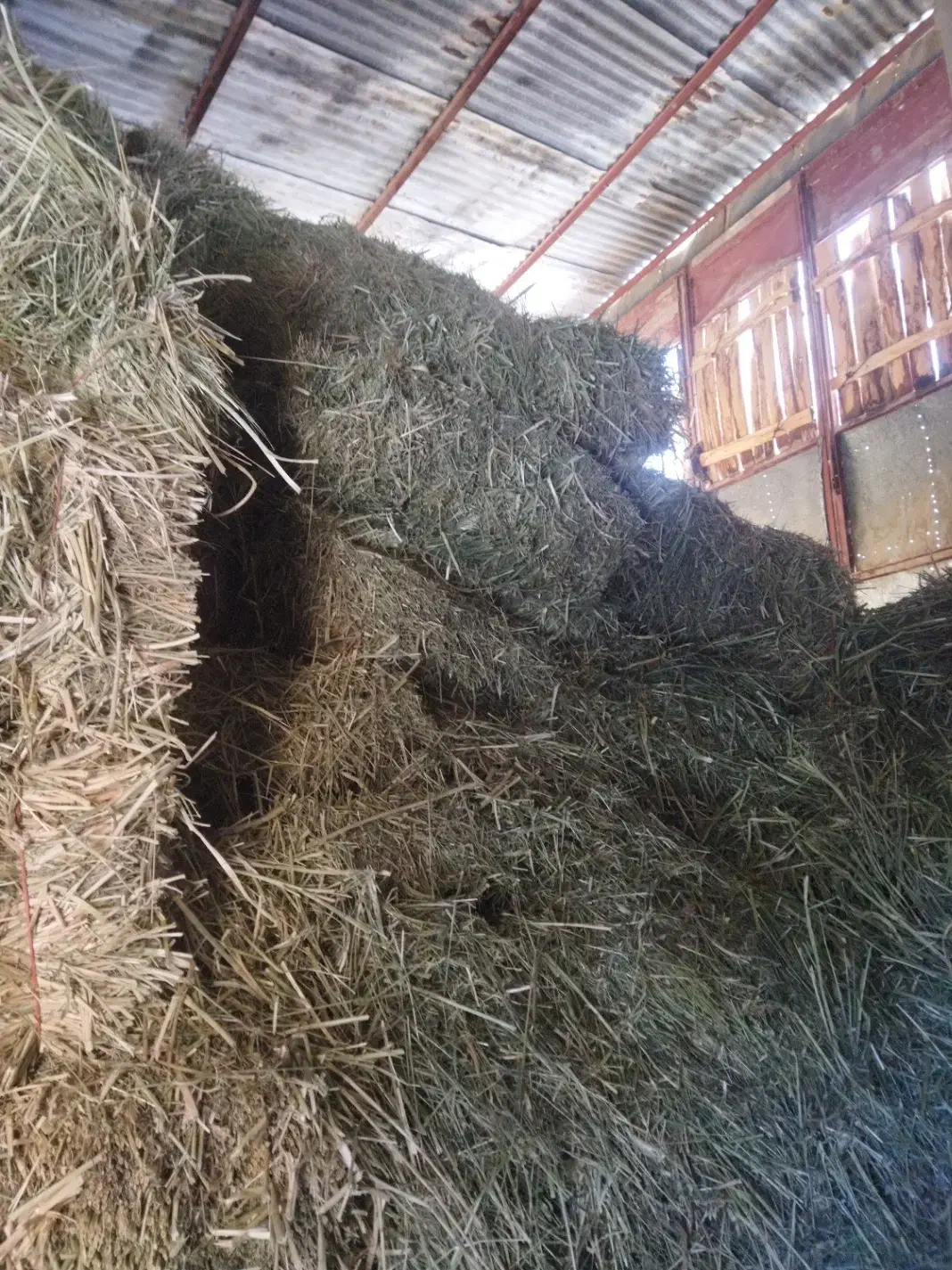 یونجه فریدنی قیمت منی دویست هزار تومان|عمده‌فروشی|لاران, |دیوار