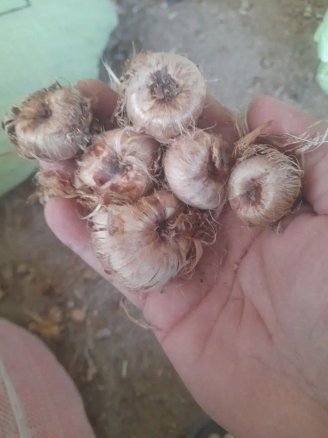 فروش پیاز زعفران به قیمت تعاونی|خوردنی و آشامیدنی|کاشان, امیرکبیر|دیوار