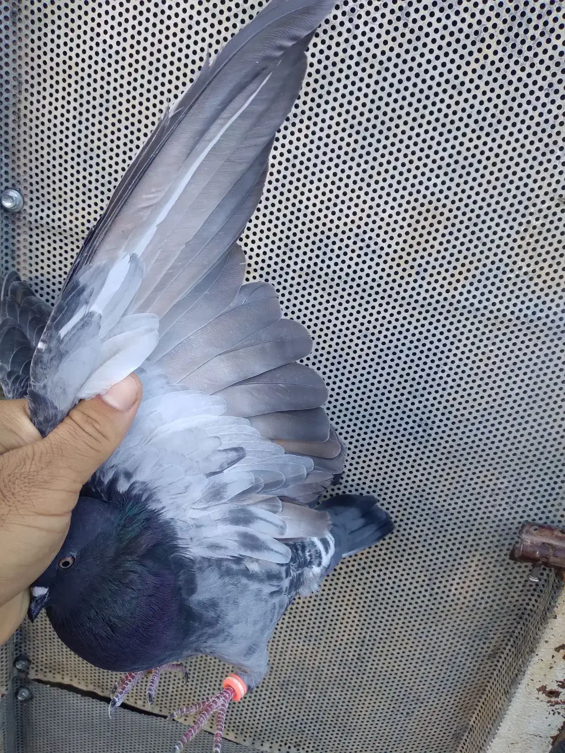 پرنده|پرنده|کارزان, |دیوار