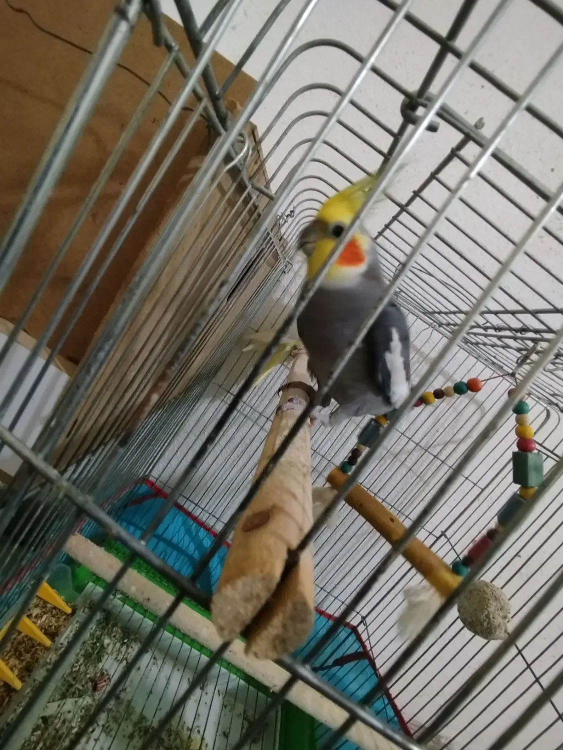 جفت عروس هلندی|پرنده|علی‌آباد کتول, |دیوار