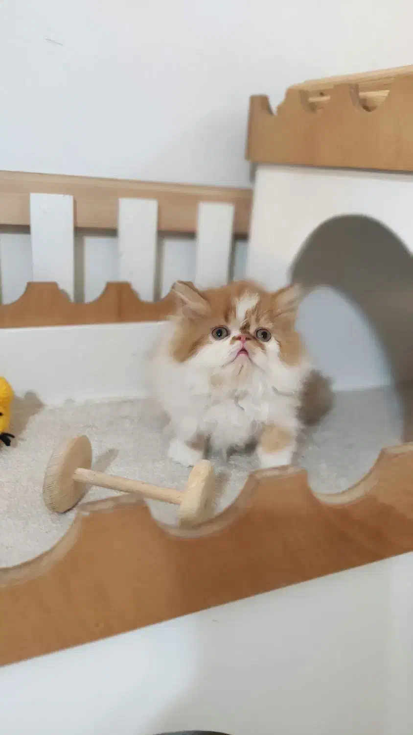 گربه پرشین|گربه|اصفهان, مهدی آباد|دیوار