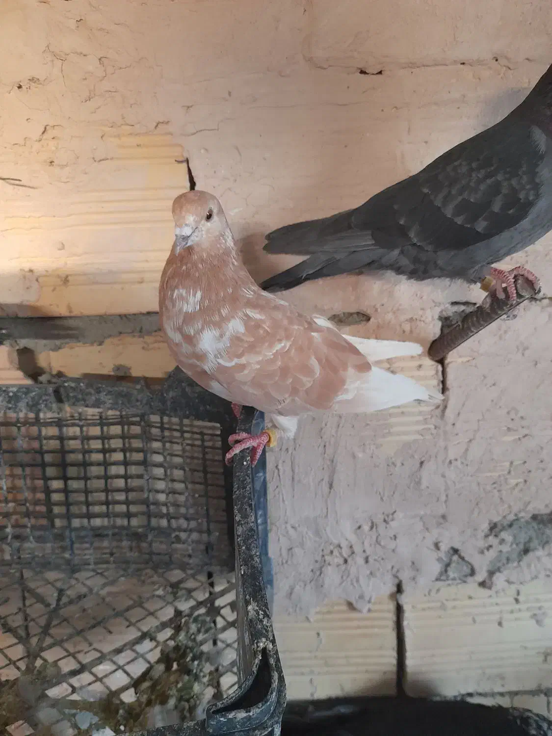 کبوتر پرشی|پرنده|ارومیه, |دیوار