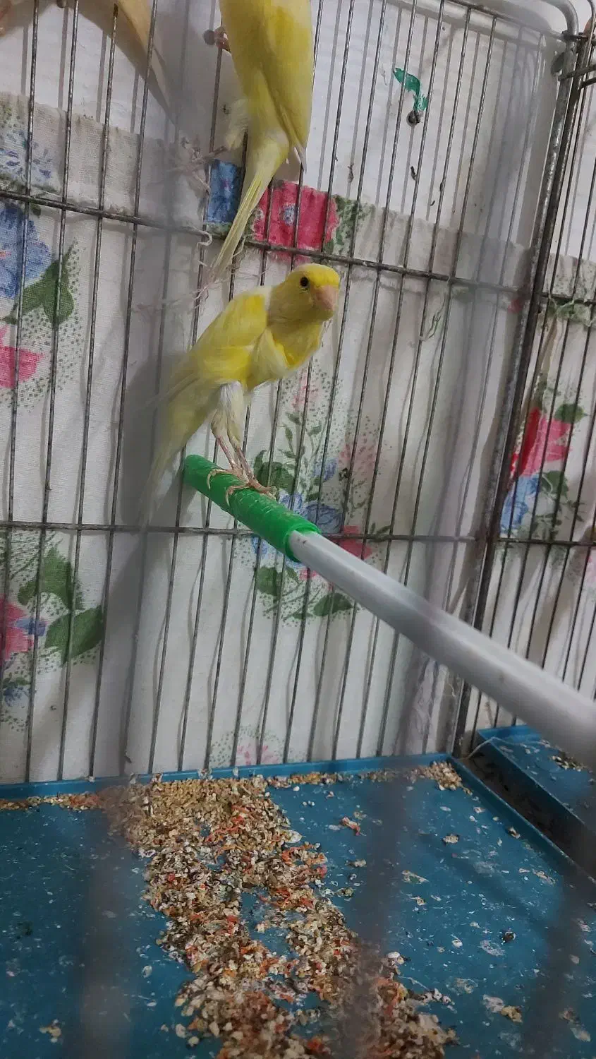 ۱۵ عدد قناری نرو ماده|پرنده|بروجرد, |دیوار