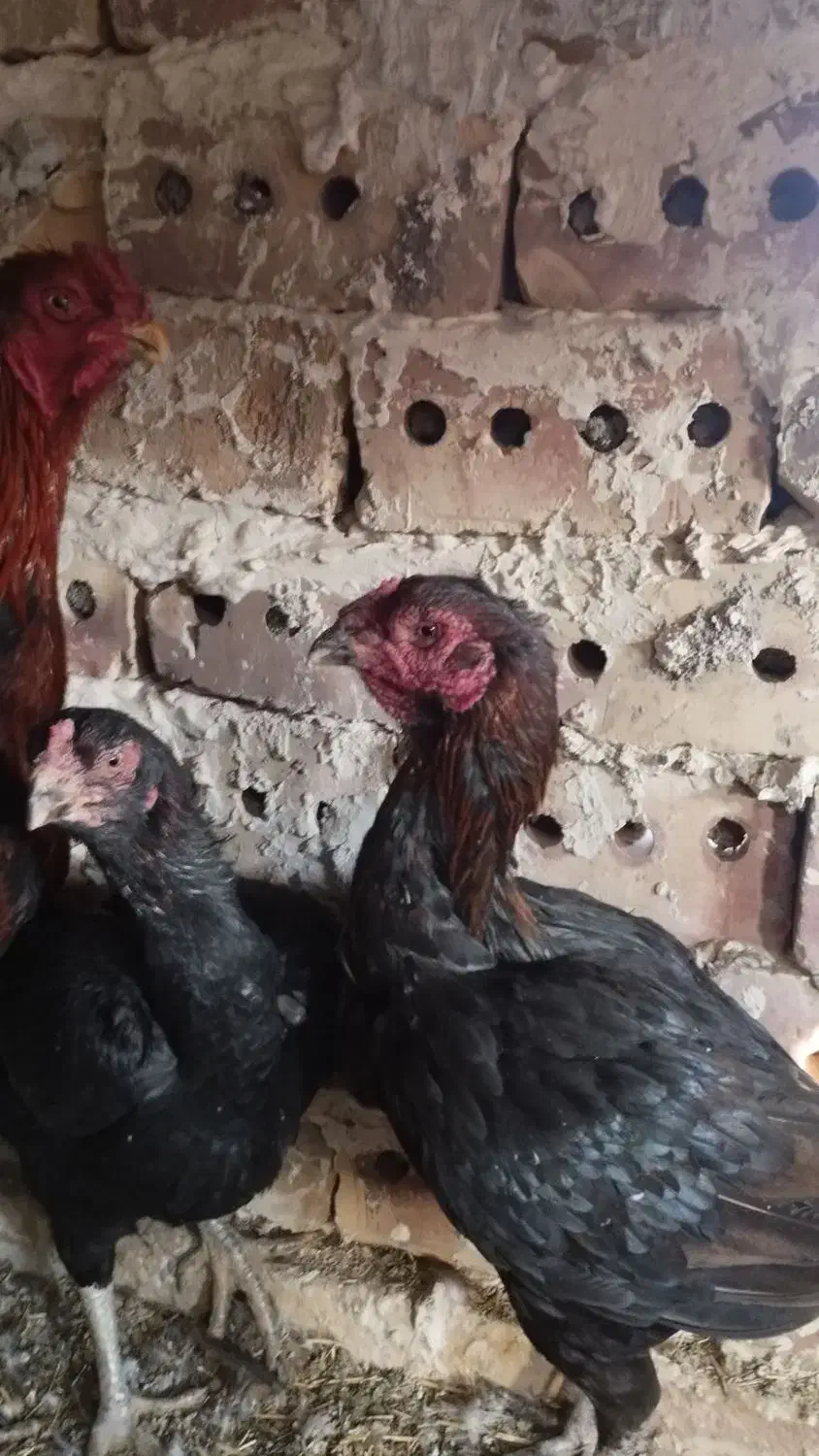 خروس و مرغ چنگ طوطی به ضمانت|حیوانات مزرعه|تربت جام, فاز ۱ فرهنگیان|دیوار