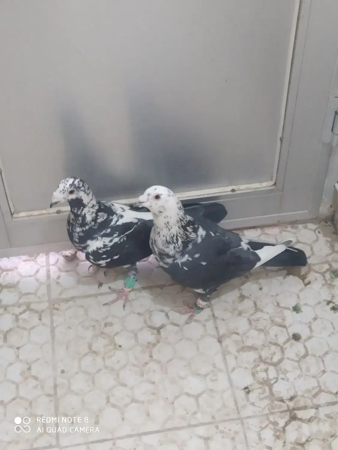 سوسکی بزک|پرنده|تربت‌حیدریه, یحیی آباد|دیوار