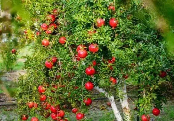 پیشفروش نهال انار خزر بردسکن|خدمات باغبانی و درختکاری|سرعین, |دیوار