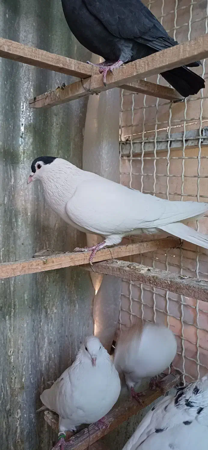 کبوتر چادری شصتی|پرنده|تهران, دولتخواه شمالی|دیوار