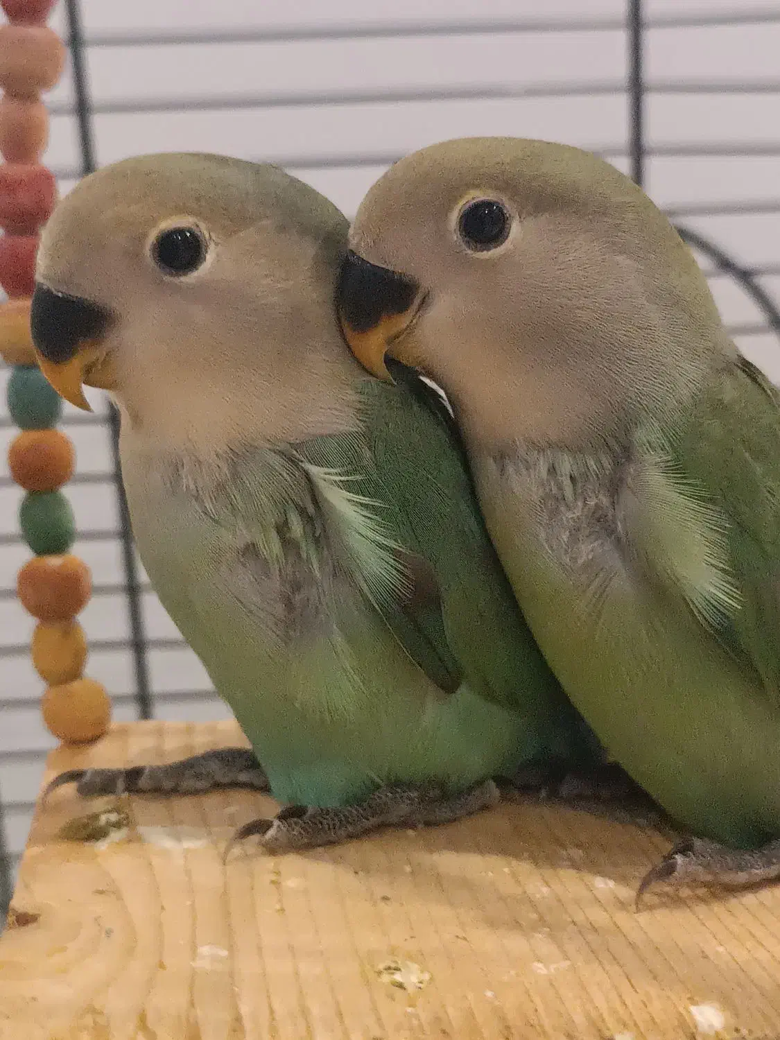 طوطی برزیلی وایت فیس هد نارنجی|پرنده|هشتگرد, شهرک ولیعصر (مصلی)|دیوار