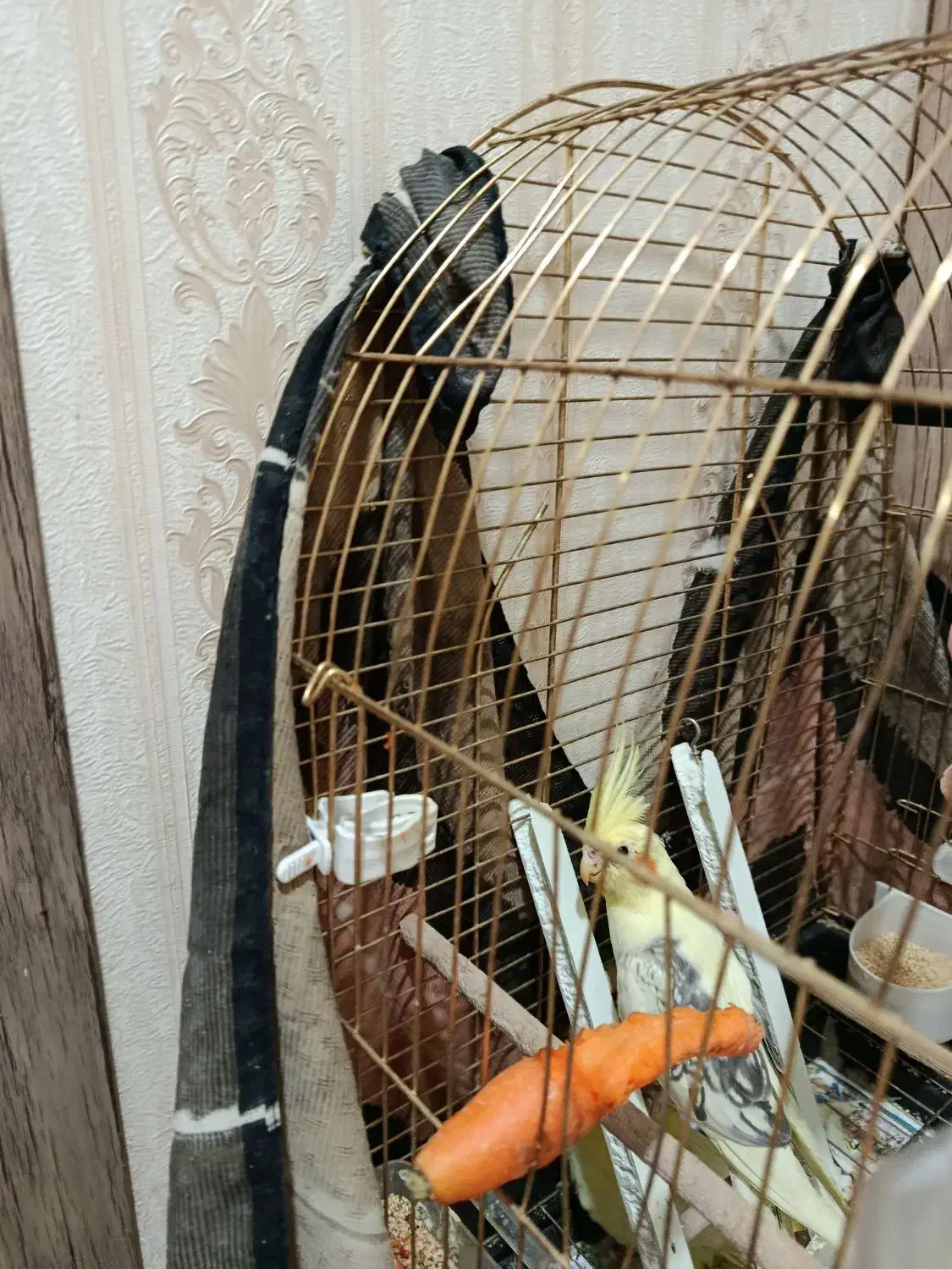 عروس هلندی|پرنده|قم, پردیسان|دیوار