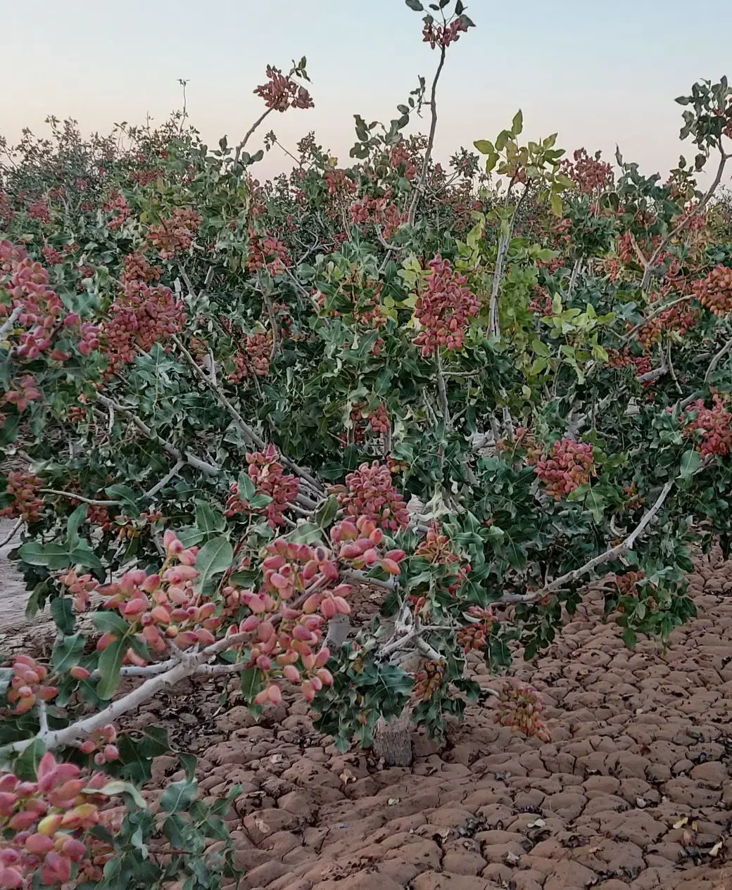 باغ پسته اکبری با امکانات کامل|فروش دفتر صنعتی، کشاورزی، تجاری|یزد, |دیوار