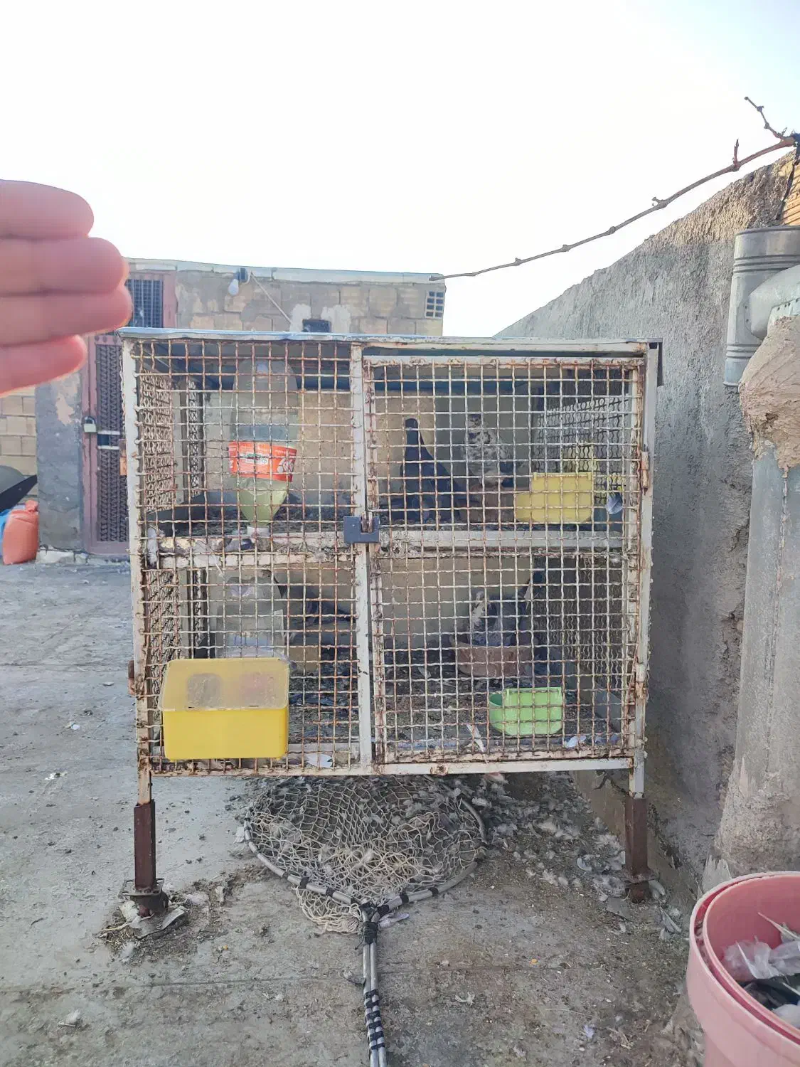 قفس جفت کن|لوازم جانبی حیوانات|لنجان, |دیوار