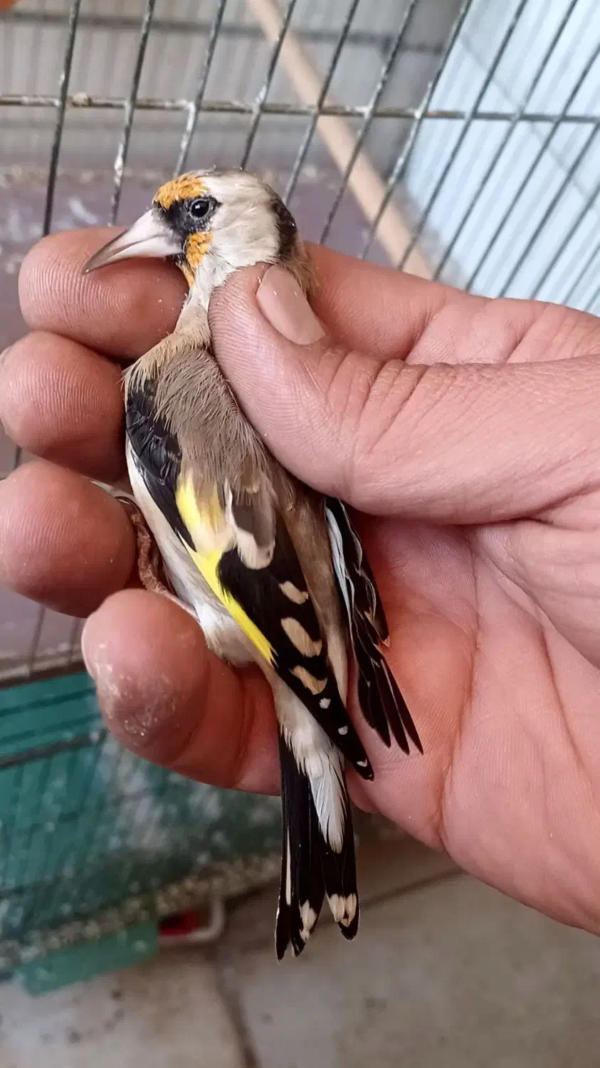 سهره ماده|پرنده|مبارکه, |دیوار