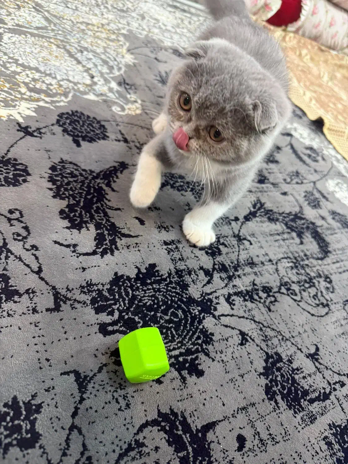 گربه اسکاتیش|گربه|اهواز, کوروش|دیوار