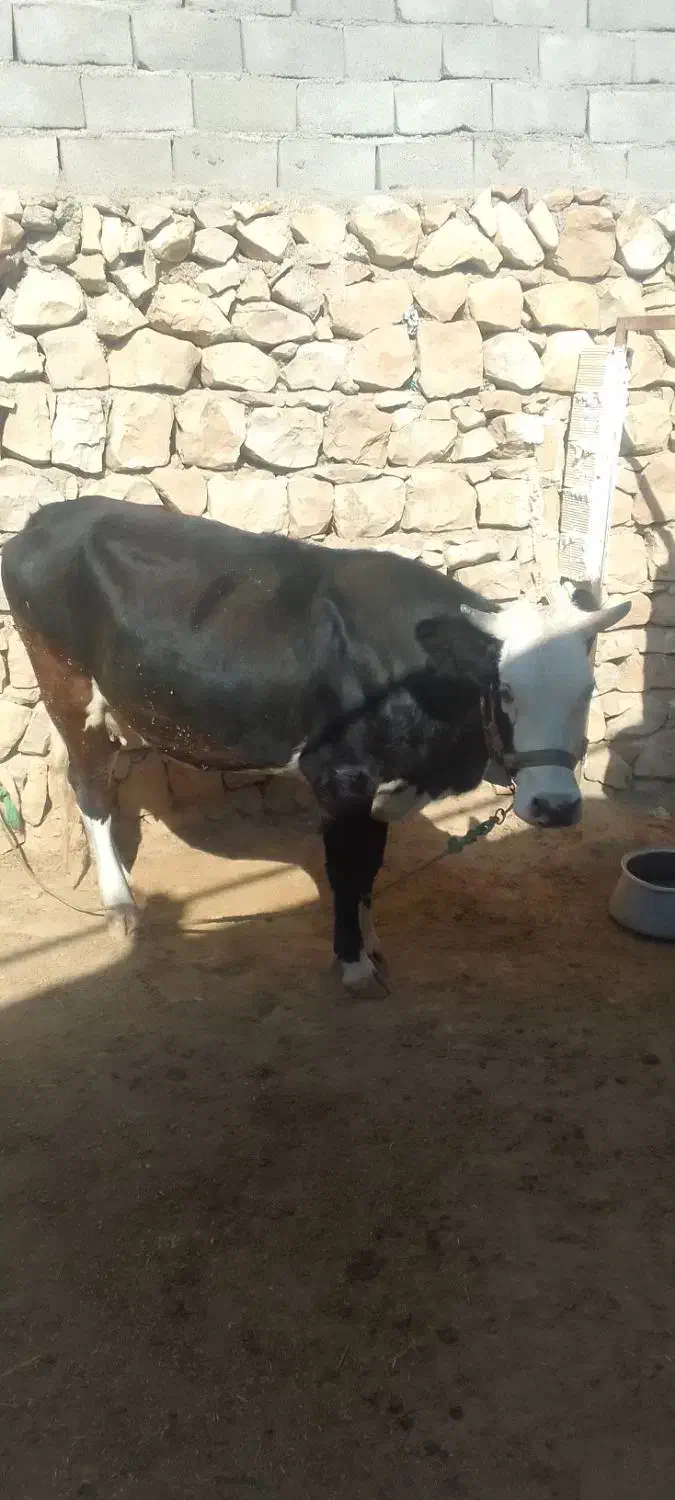گاو وگوساله|حیوانات مزرعه|کوهدشت, |دیوار