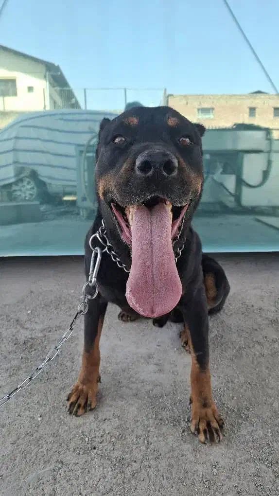 واگذاری سگ روتوایلر|سگ|بومهن, |دیوار