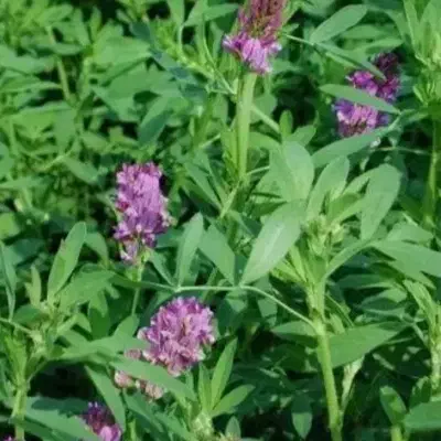 فروش علف یونجه|لوازم جانبی حیوانات|خوی, |دیوار