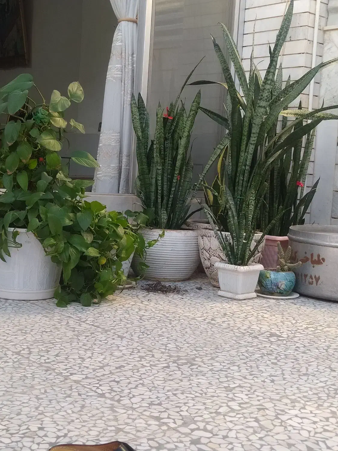 گل سانسور درجه یک|گل و گیاه طبیعی|اصفهان, ابر|دیوار