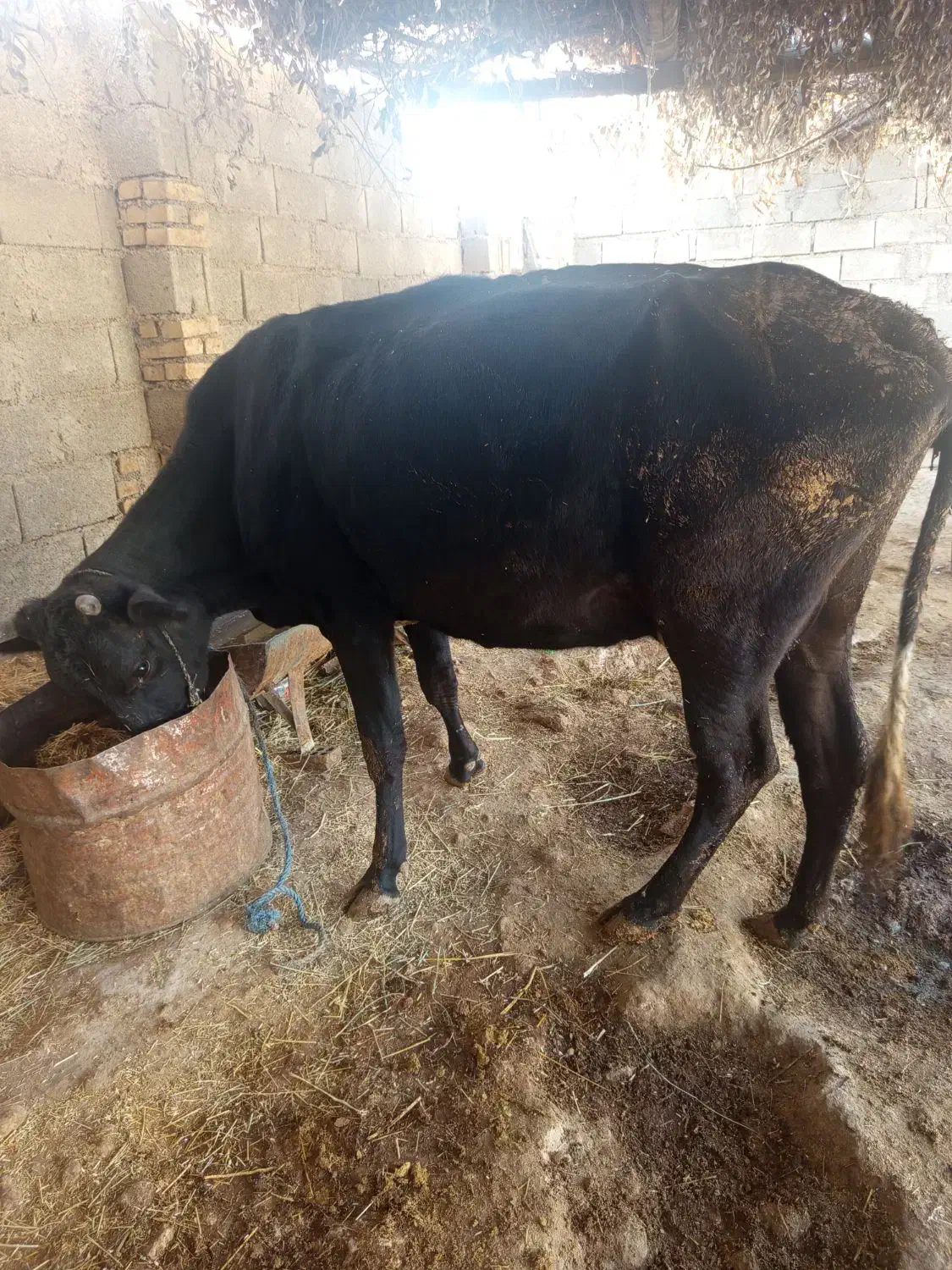 دو عدد گاو|حیوانات مزرعه|دهدشت, |دیوار