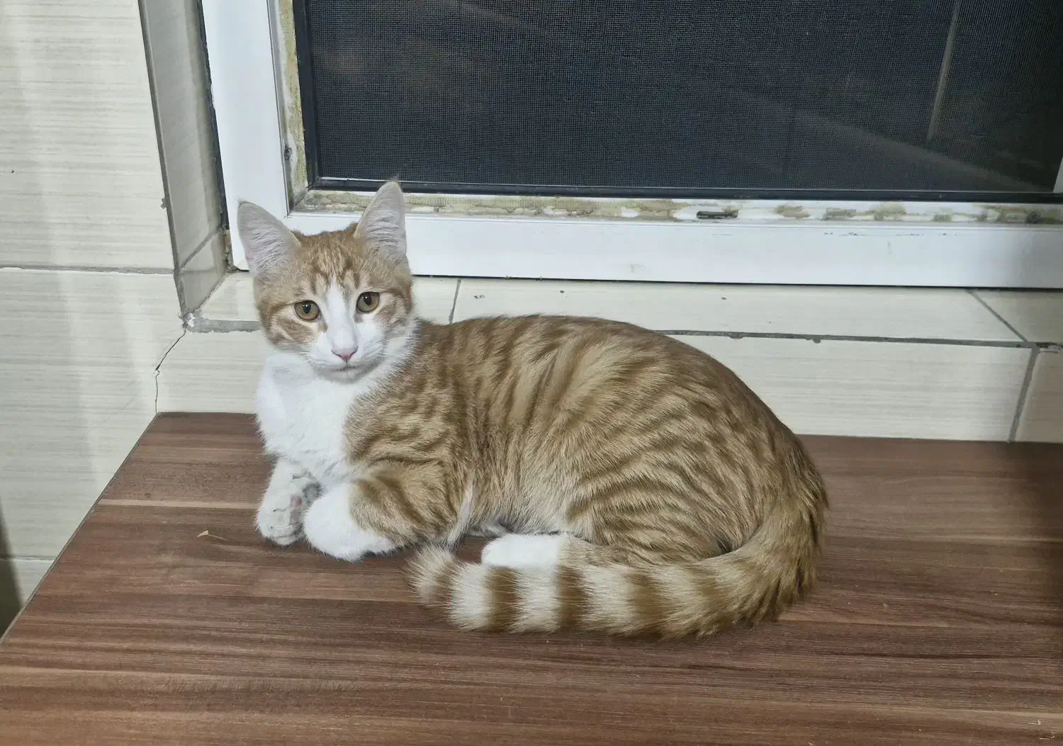 واگذاری رایگان گربه|گربه|بجنورد, |دیوار