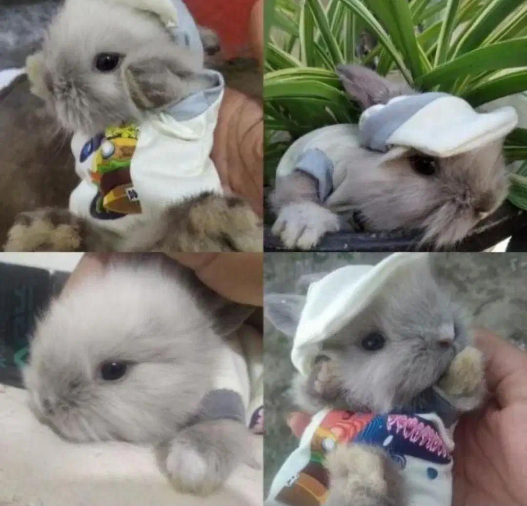 مرکز تخصص خرگوش جیبی/مولتی لوپ سوپرفلت/مینیاتوری|موش و خرگوش|اصفهان, خانه اصفهان|دیوار