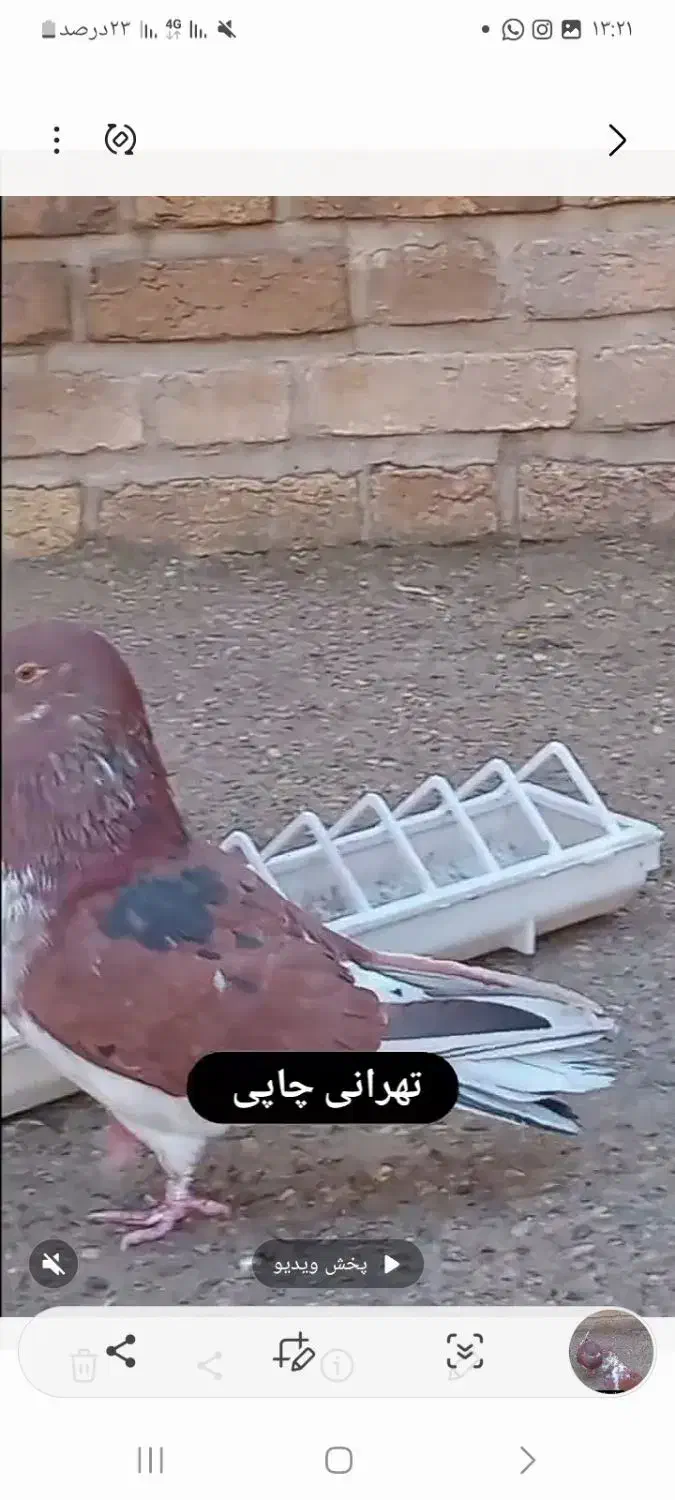 کبوتر قرمز چاپی|پرنده|تهران, فلسطین (میدان انقلاب)|دیوار