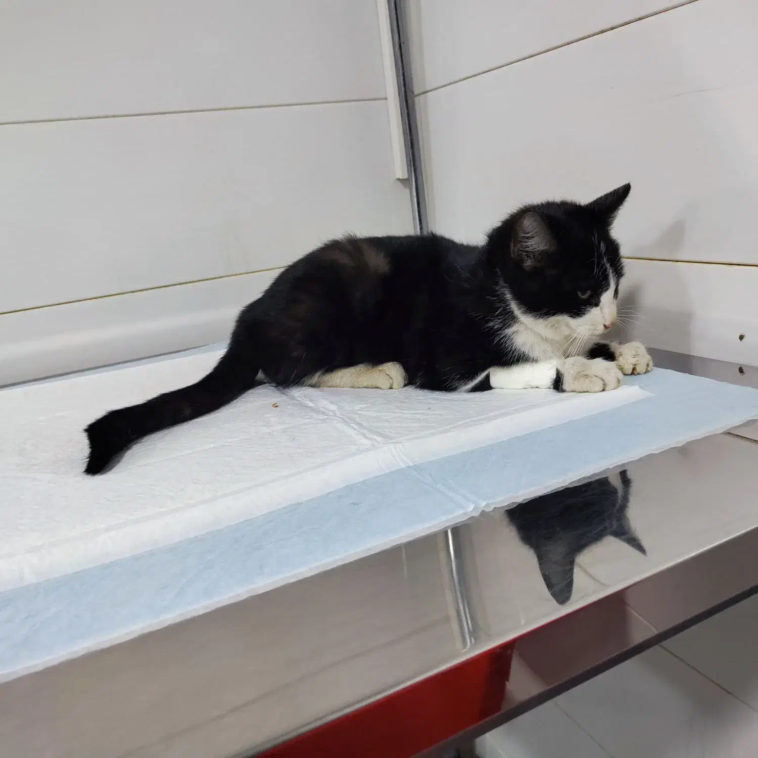 گربه گمشده|حیوانات|سنندج, |دیوار