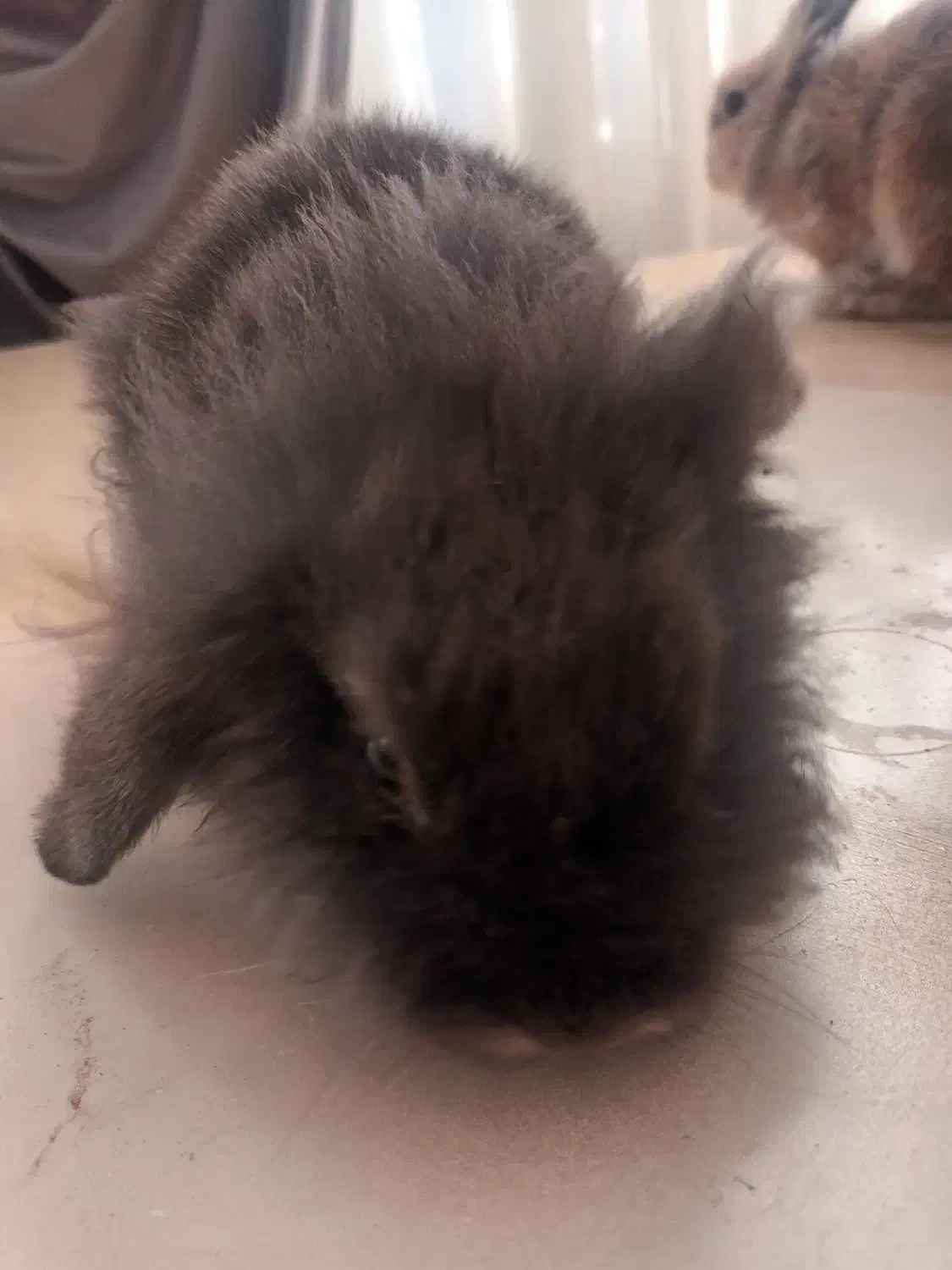 خرگوش لوپ ۲ ماه|موش و خرگوش|علی‌آباد کتول, |دیوار