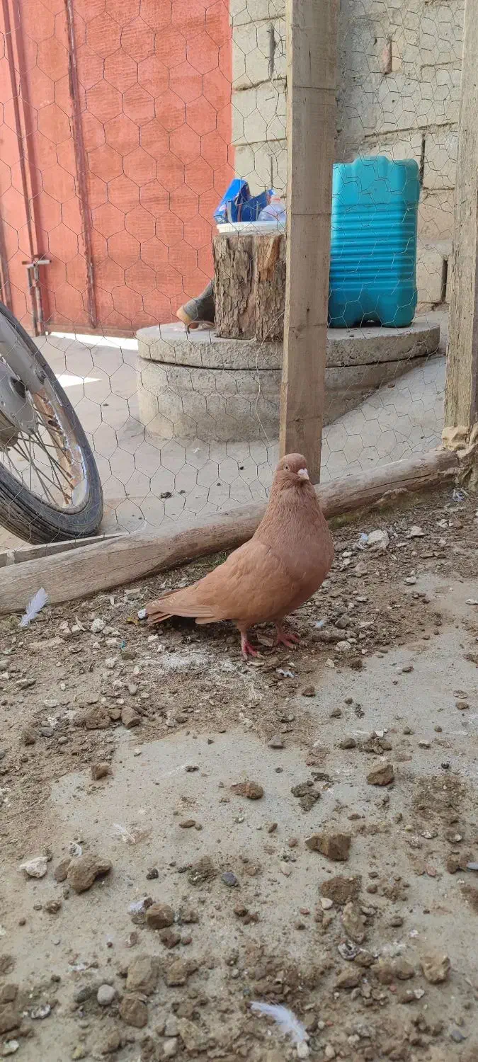 زرد|پرنده|میاندوآب, |دیوار