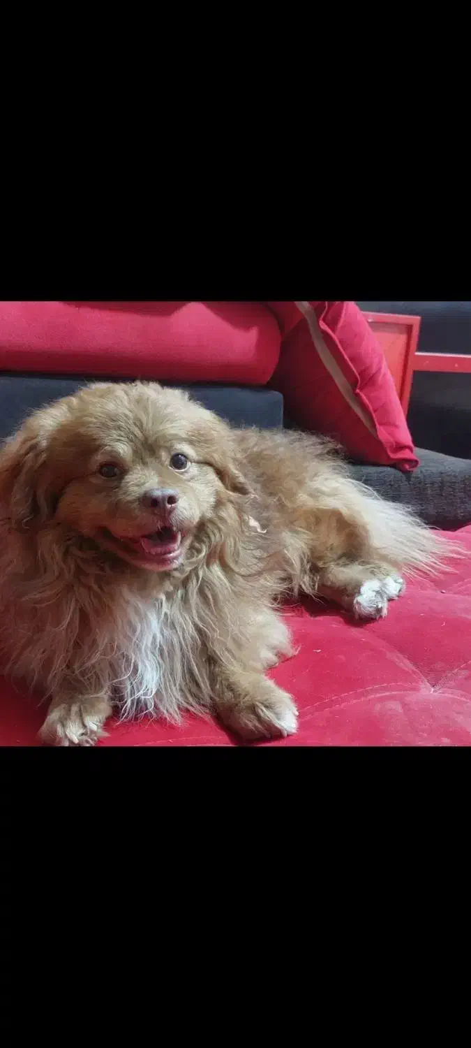 سگ گمشده|حیوانات|بندر کنگان, |دیوار