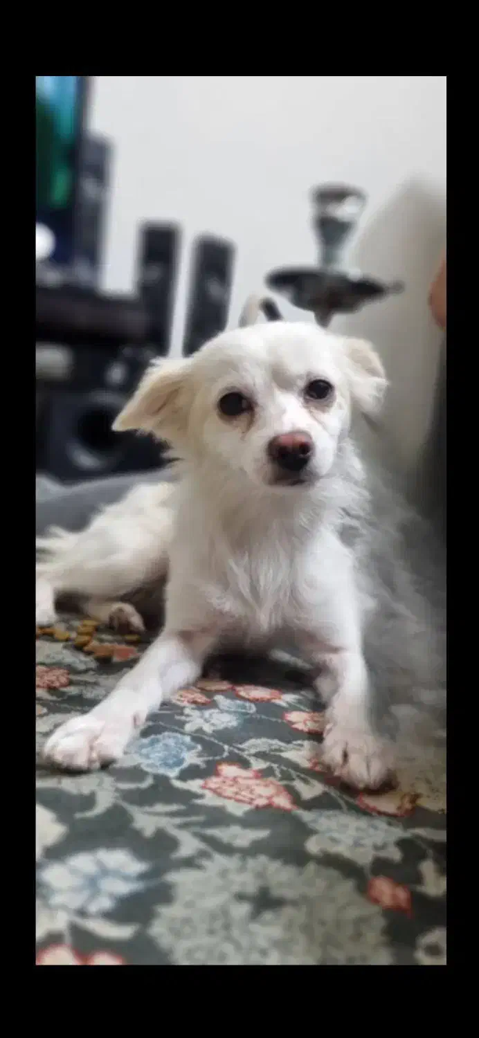 واگذاری|سگ|کهریزک, |دیوار