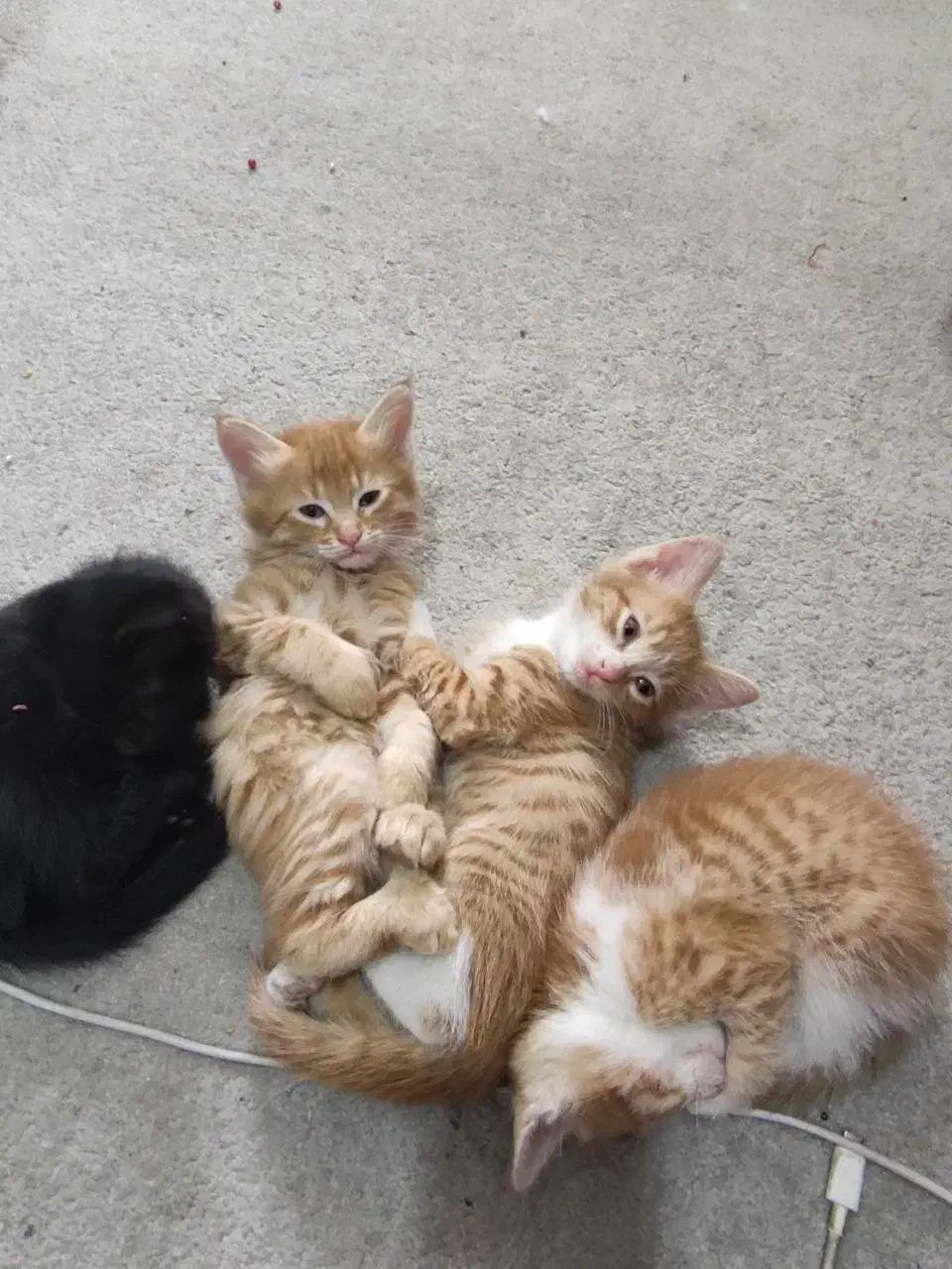 ۴ تا بچه گربه ۲ ماهه DSH واگذار می شوند|گربه|شهریار, شهریار|دیوار