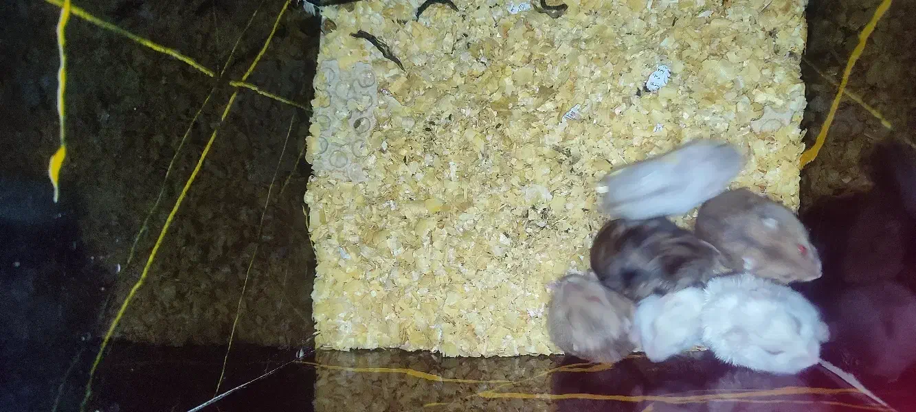 همستر|موش و خرگوش|کرج, کمال‌شهر|دیوار