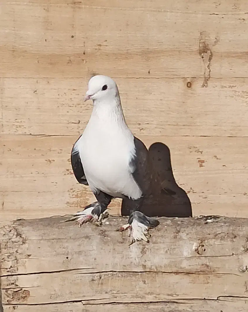 نر کلسفید|پرنده|قم, زنبیل آباد|دیوار