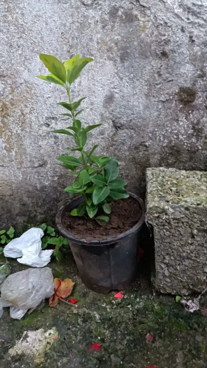 شمشاد سبز و طلایی|گل و گیاه طبیعی|رحیمآباد, |دیوار