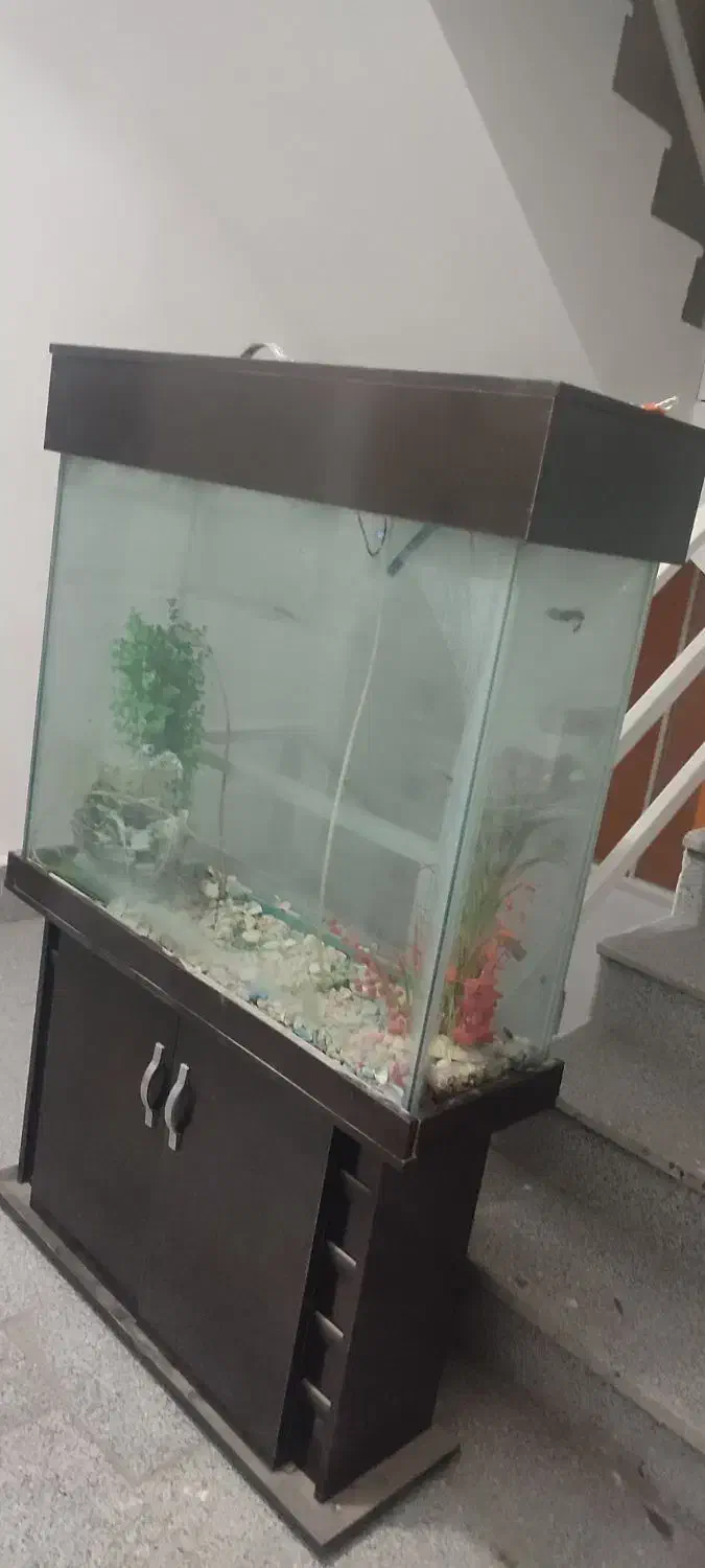 آکواریوم|ماهیگیری|ارومیه, |دیوار