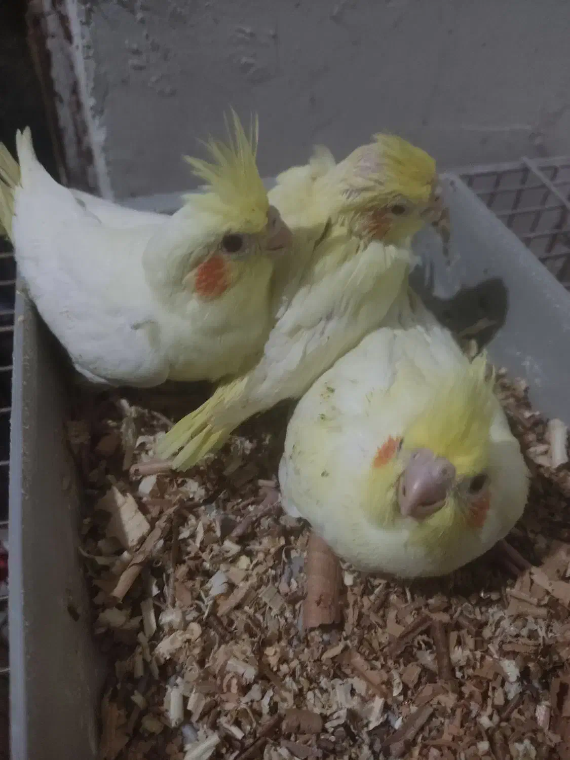 جوجه عروس هلندی|پرنده|فسا, |دیوار