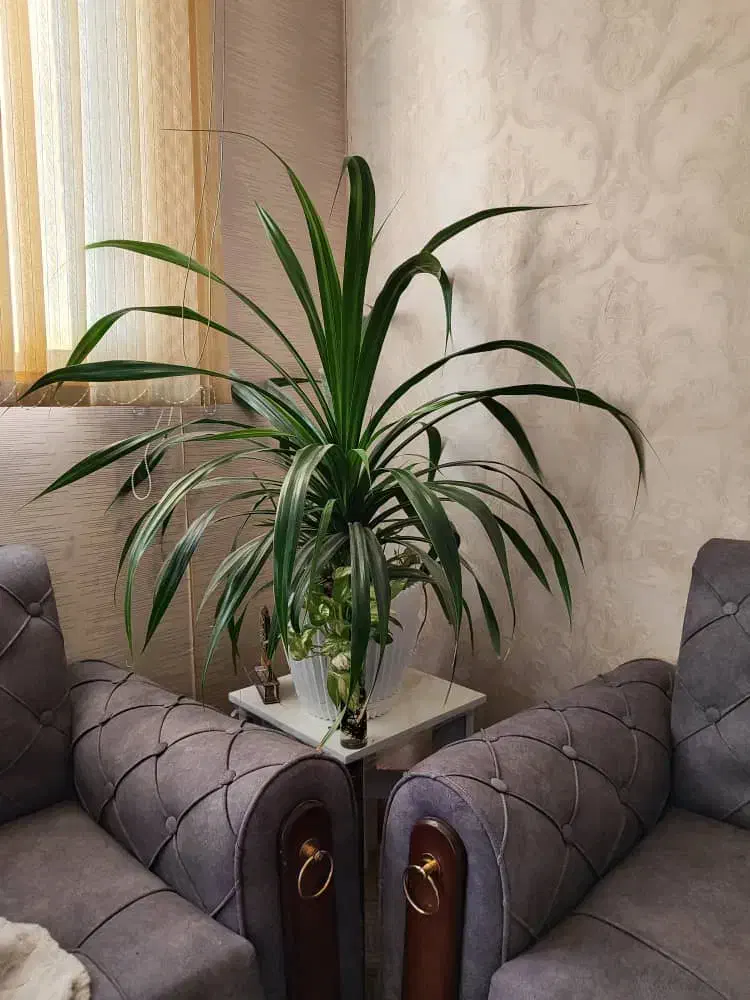 گل پتوس|گل و گیاه طبیعی|شیراز, حومه شیراز|دیوار