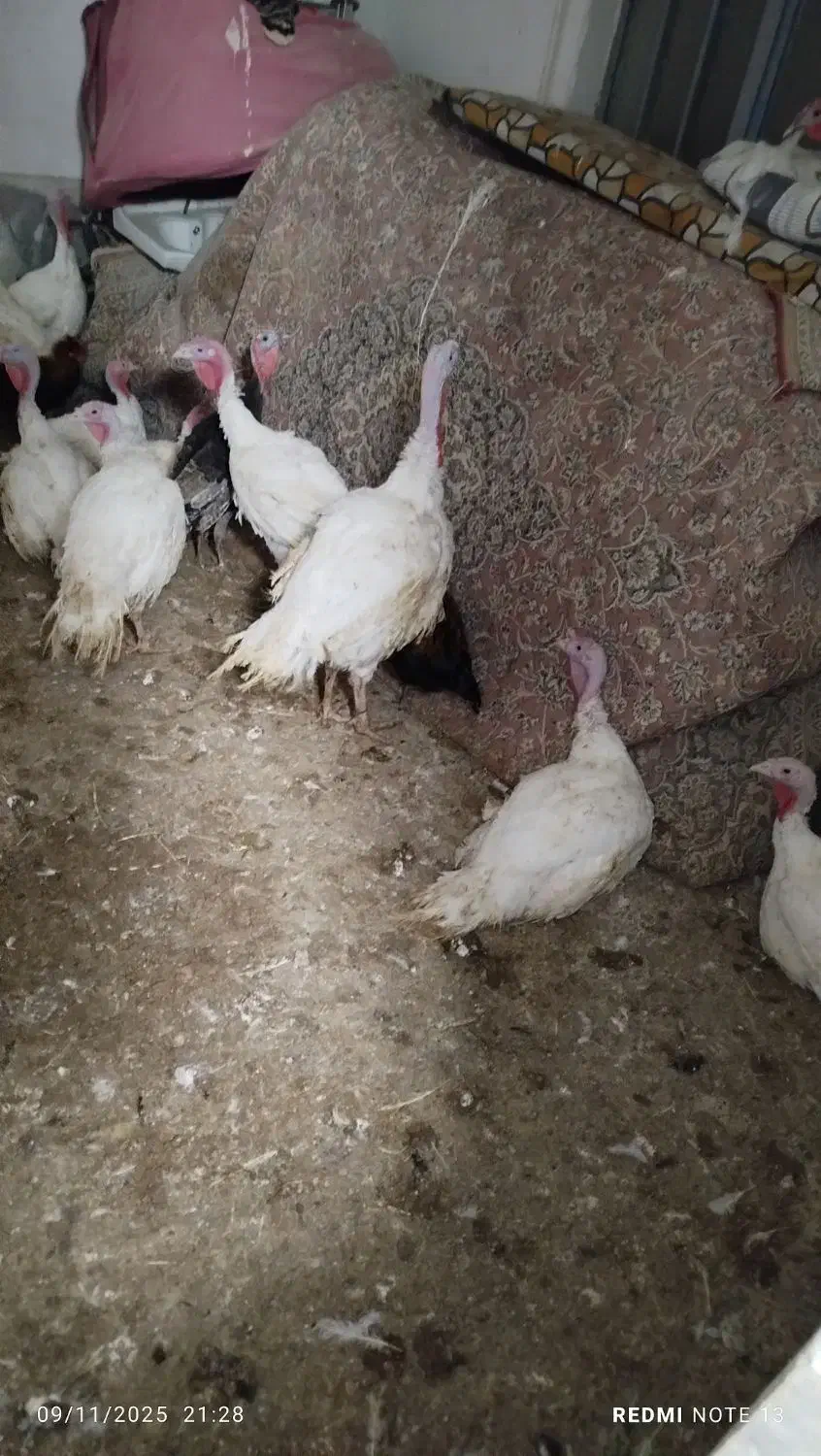 بوقلمون|حیوانات مزرعه|دره شهر, |دیوار