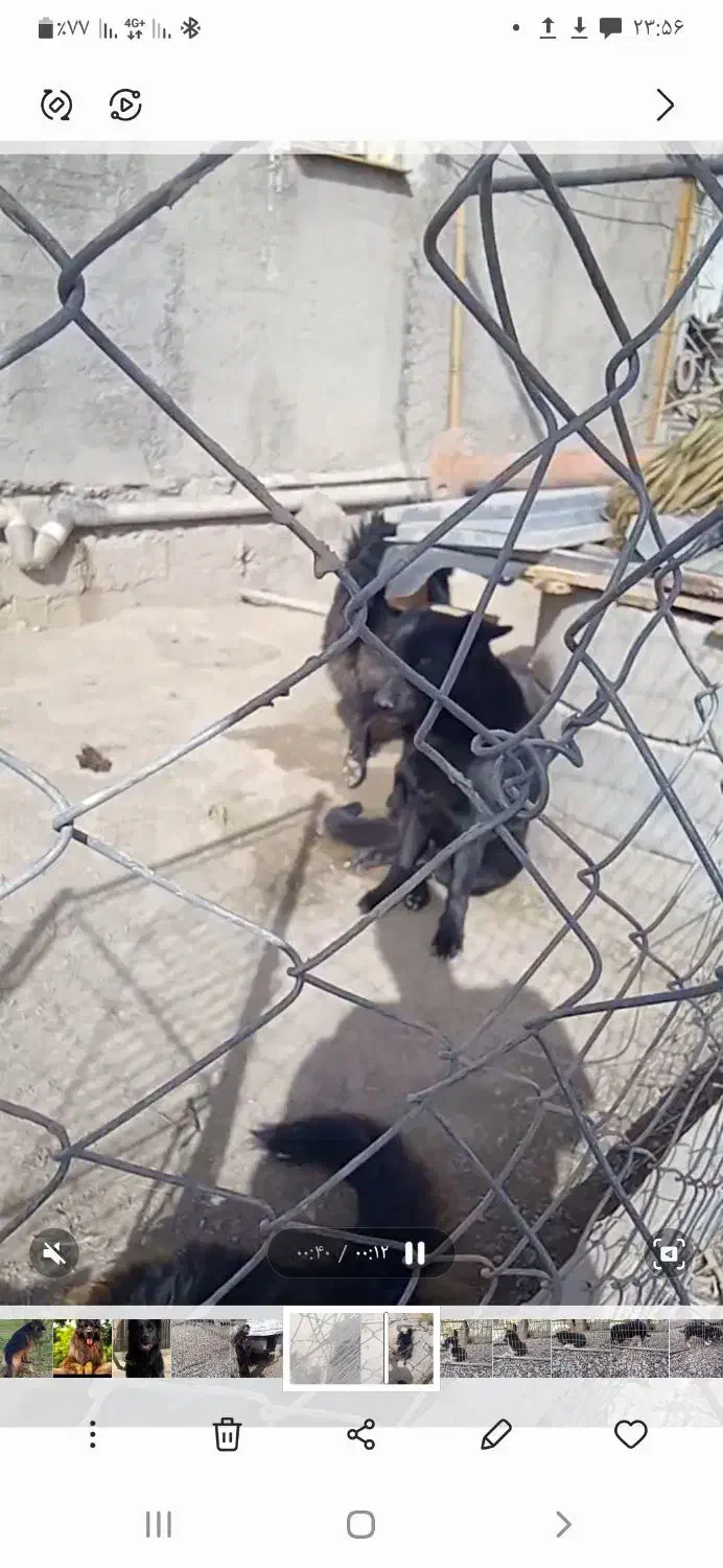 ژرمن بلک|سگ|تهران, تختی|دیوار