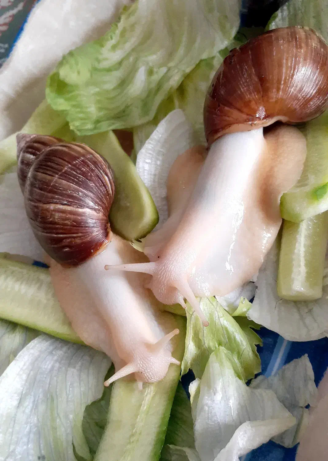 حلزون آلبینو (معجزه ی جوانسازی پوست)|آرایشی، بهداشتی، درمانی|اصفهان, نقش جهان|دیوار