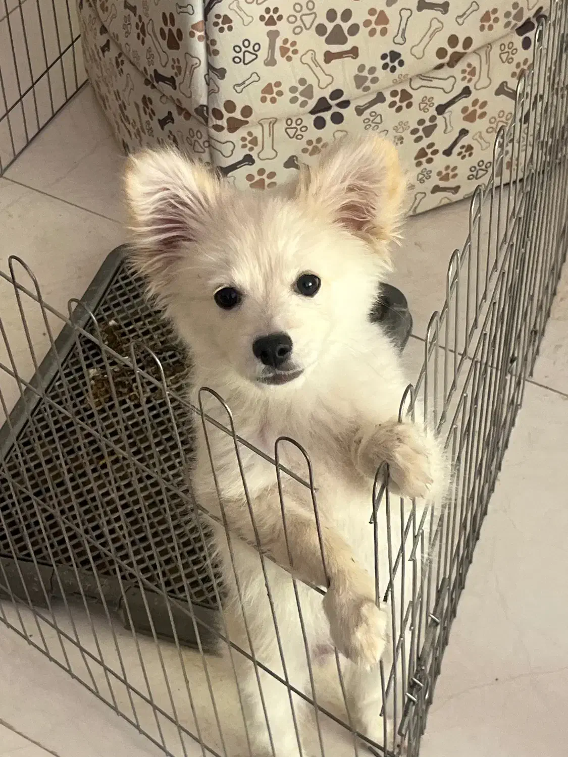 پامرین|سگ|مشهد, ده دی|دیوار