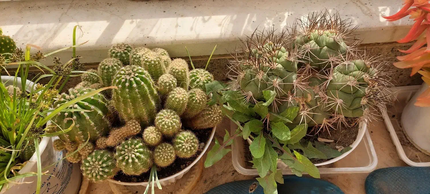 واگذاری کلیه کاکتوس ها|گل و گیاه طبیعی|فولادشهر, B2|دیوار