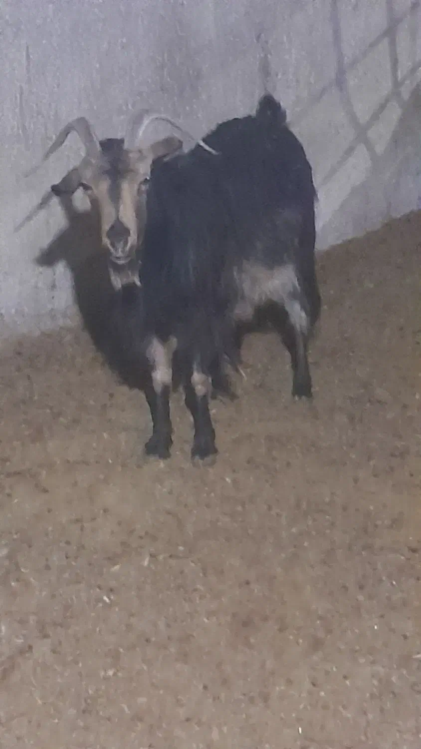 چبش ماده کهره بز ومیش جوان|حیوانات مزرعه|مرودشت, ده بید|دیوار