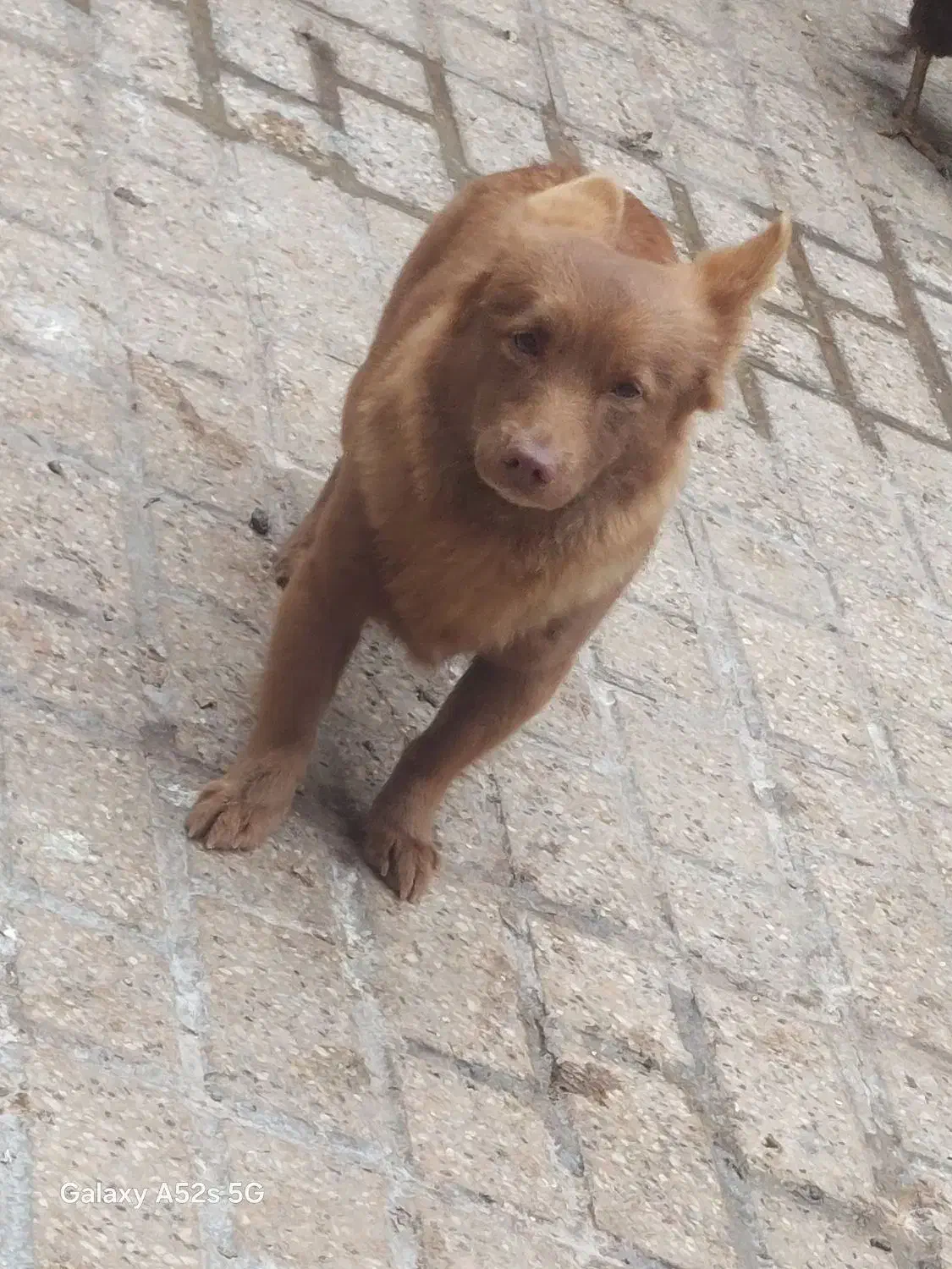 سگ اشپیتز|سگ|مشهد, شهید قربانی|دیوار