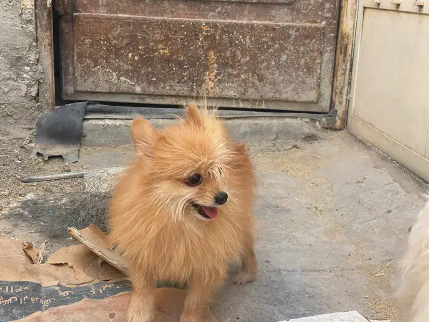 پامر روباهی خالص|سگ|اصفهان, هفتون|دیوار